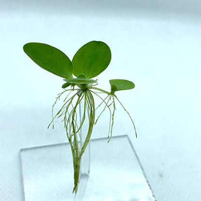 Water Lettuce (Dwarf) Live Floating Plant, 12+ Leaves | Pistia stratioes, For Aquarium - size: Plants Only