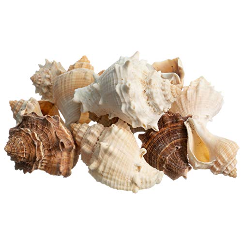 Hermit Crab Shells | Turbo Shells | 12 King Crown Turbo Shells 3/4"- 1 3/4" | Small Hermit Crab House for Décor | Plus Free Nautical eBook by Joseph Rains