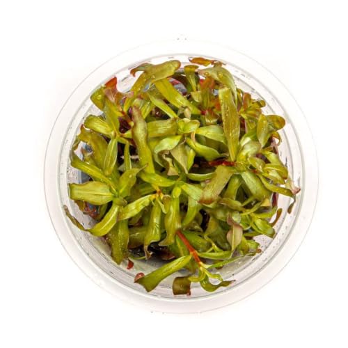 Live Plant - Ammannia Gracillis Tissue Culture Aquatic Live Aquarium Plant - 100% Snail Free in Vitro Cup (Ammannia Gracillis) - color: Ammannia Gracillis