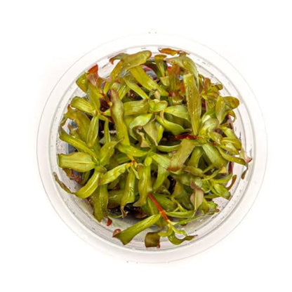 Live Plant - Ammannia Gracillis Tissue Culture Aquatic Live Aquarium Plant - 100% Snail Free in Vitro Cup (Ammannia Gracillis) - color: Ammannia Gracillis