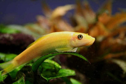 Swimming Creatures 2 Golden Suckerfish (Gyrinocheilos aymonieri) Freshwater Aquarium Fish Live 2.5-3.5cm