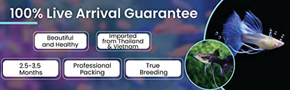 D&A Tropical Full RED Guppy - Abino Live Fish (1 Male, 2 Females) for Freshwater Aquariums