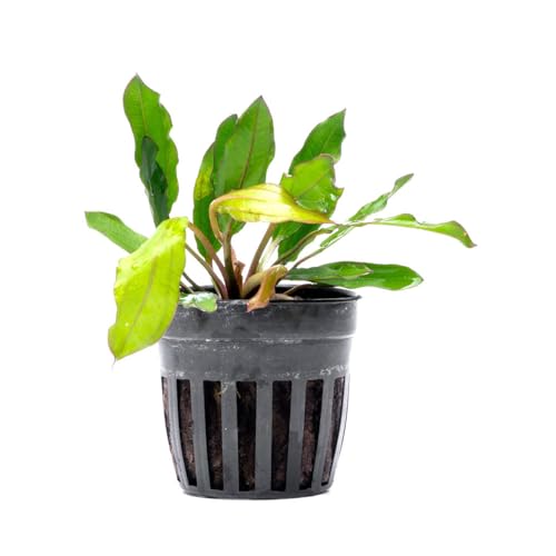 Live Plants - Echinodorus ‘Green Chameleon’ (Echinodorus sp.) - Medium to High Light, Green Red Accent, Midground to Background Placement, Freshwater Aquatic Plant - Pot - color: Ech. Green Chameleon, size: 1 Pot