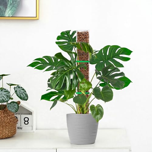 EOX 2 Pcs 36 Inch Plastic Moss Pole for Monstera, Large D Shaped Poles for Climbing Plants Work with Sphagnum Moss, 70 Inch Plant Stake Set of 2, Garden Ties - size: 2 PACK-36Inch
