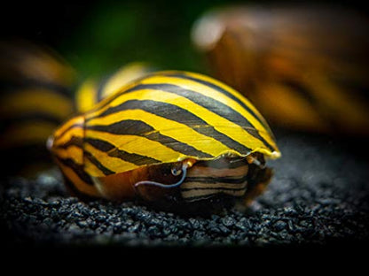 Aquatic Arts Nerite Snail Combo Pack: 20 Zebra, 20 Tiger | Nano Tank Snail | Safe with Betta/Tetra/Guppy Fish or Dwarf Shrimp Aquariums - size: 20-SNAILS-EACH