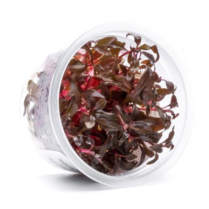 Live Plant - Alternanthera Reineckii 'Mini' Red Stem Tissue Culture Aquatic Live Aquarium Plant - 100% Snail Free in Vitro Cup (AR Mini) - color: Alternanthera Reineckii 'Mini' Red Stem