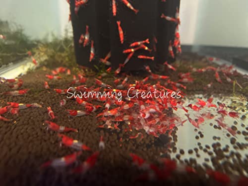 Swimming Creatures™ Premium Neocaridina Shrimp – Freshwater Aquarium Shrimp (10, Premium RED Rili) - color: PREMIUM RED RILI