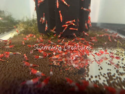 Swimming Creatures™ Premium Neocaridina Shrimp – Freshwater Aquarium Shrimp (10, Premium RED Rili) - color: PREMIUM RED RILI