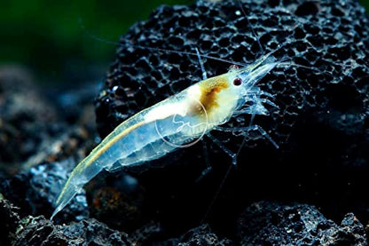Swimming Creatures™ Premium Neocaridina Shrimp – Freshwater Aquarium Shrimp (10, Premium Snowball) - color: PREMIUM SNOWBALL