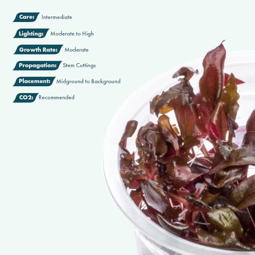 Live Plant - Alternanthera Reineckii Rosaefolia Live Aquarium Plant Tissue Culture Aquatic Stem - 100% Snail Free in Vitro Cup (AR Rosaefolia) - color: Alternanthera Reineckii Rosaefolia