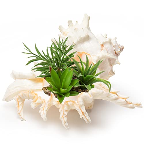 Giant Natural Conch Shell, Murex Ramosus Shell 1 Shell 7.5-9 inches | Large Sea Shell for Vase Filler, Air Plants, Home Decor, Wedding Decor Beach Theme Party, Aquarium Decoration Accessories