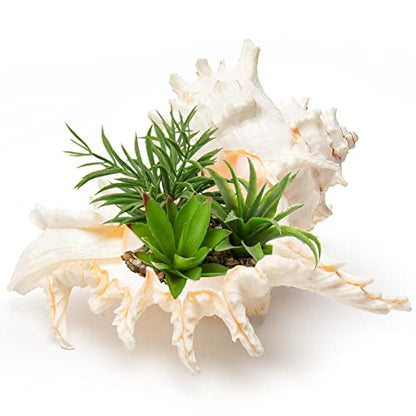 Giant Natural Conch Shell, Murex Ramosus Shell 1 Shell 7.5-9 inches | Large Sea Shell for Vase Filler, Air Plants, Home Decor, Wedding Decor Beach Theme Party, Aquarium Decoration Accessories