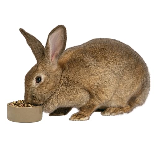 Kaytee Stoneware Ceramic Pet Hamster Bowl, Brown, 5-Inch - size: 5 in