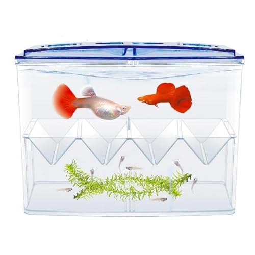 Baoblaze Fish Breeding Box Fish Isolation Box Separation Easy Use Multipurpose Fish Tank Hatchery Incubations Box for Shrimp Baby Fish