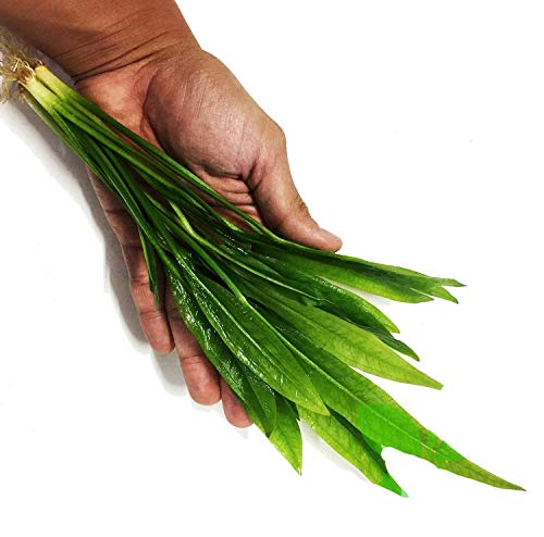 – Amazon Sword Bundle Medium Easy Background Live Aquarium Plant Decorations BUY2GET1FREE