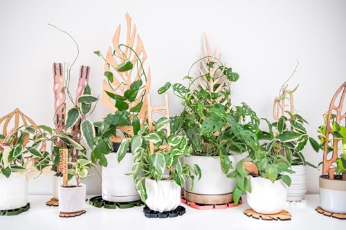 Zella Regular Extension Kit (2 Extensions) - Wooden Extendable Plant Trellis for Indoor Climbing Houseplants - Modular Plant Support - size: Regular Extension Kit