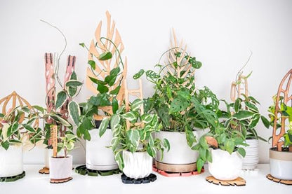 Zella Regular Extension Kit (2 Extensions) - Wooden Extendable Plant Trellis for Indoor Climbing Houseplants - Modular Plant Support - size: Regular Extension Kit