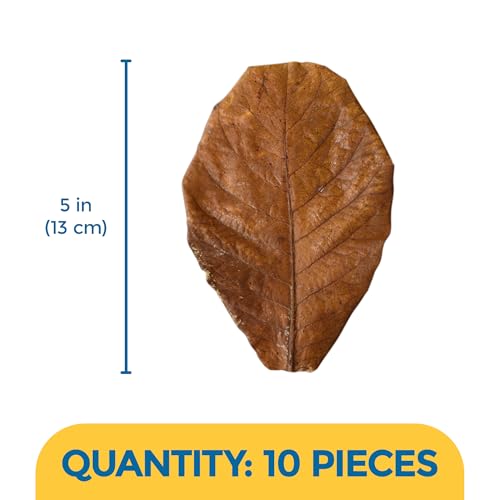 SunGrow 10 Pack Axolotl Indian Almond Leaves for Aquarium, 5-Inches, Catappa Leaf Soothes Pet’s Slime Skin, Aquarium Water Conditioner Leaves Improves Tank Water Quality, Speeds Up Recovery Process - style: Medium (5")