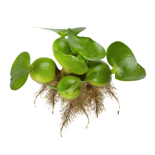 Water Hyacinth Floating Pond Plants Live Aquatic Plant Great for Koi Ponds Flowering and Fast Growing Hyacinths Cannot Ship to Some States (3)