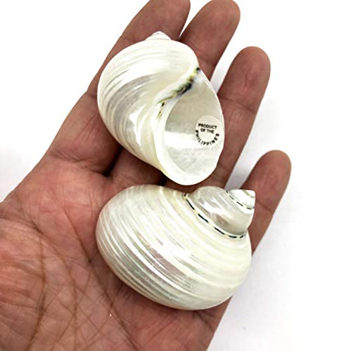 PEPPERLONELY 5PC Pearlized Silver Mouth Turbo, Hermit Crab Sea Shells, 1-1/2 Inch ~ 2 Inch - color: 15#. Pearlized Silver Mouth Turbo, 1-1/2 " ~ 2 "