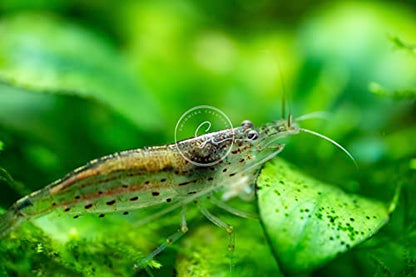 Swimming Creatures™ 10 Amano Premium High-Grade Caridina Freshwater Aquarium Shrimp Live
