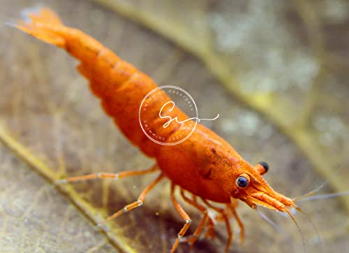 Swimming Creatures™ Freshwater Aquarium Shrimp - A Perfect Combo to Brighten Your Aquarium! (20, Premium Mixed (5 Colors))