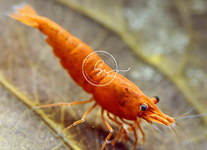 Swimming Creatures™ Freshwater Aquarium Shrimp - A Perfect Combo to Brighten Your Aquarium! (20, Premium Mixed (5 Colors))