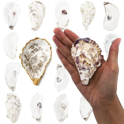 20PCS 3"-4" Medium Oyster Shells for Crafts, Concave Shells, Hand-Selected, Cleaned & Odorless Craft Oyster Shells for Coastal Art Projects, Painting, DIY, Wedding Decor, Decoupage - size: Medium 3"-4" 20pcs