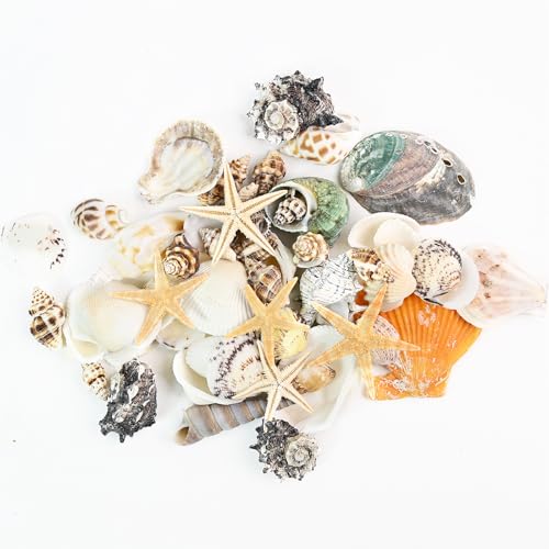 Natural Seashells Conch and 5pcs Natural Starfish, Various Sizes for Beach Themed Party DIY Crafts Fishtank Vase Fillers Home Wedding Decorations (Extra Large, 200g, 2-5cm) - size: X-Large