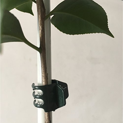 50 PCS Large Size Orchid Clips and Garden Support Clips Green (Not with Flower and Plant Spike)