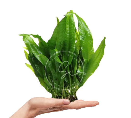 Swimming Creatures™ Live Aquarium Plants (Java Fern (1 Bunch)) - color: Java Fern (1 Bunch)