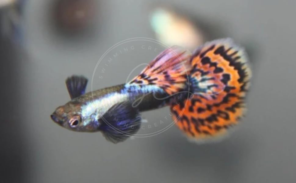 Swimming Creatures™ Tropical Live Guppy Freshwater Aquarium Fish (5 Dumbo Ear Male Guppy) - color: 5 Dumbo Ear Male Guppy