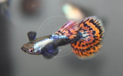 Swimming Creatures™ Tropical Live Guppy Freshwater Aquarium Fish (5 Dumbo Ear Male Guppy) - color: 5 Dumbo Ear Male Guppy