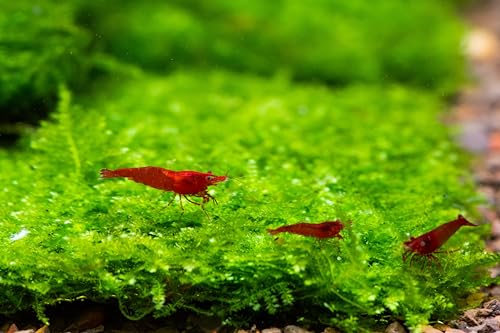 Generic Enchanting Aquatic Moss Collection: Create a Lush Underwater Landscape with Easy-Care Moss Varieties - Perfect for Aquarium Décor and Aquascaping (Mini Taiwan - 3.5inx3.5in Mat) - style: Mini Taiwan - 3inx3in Mat