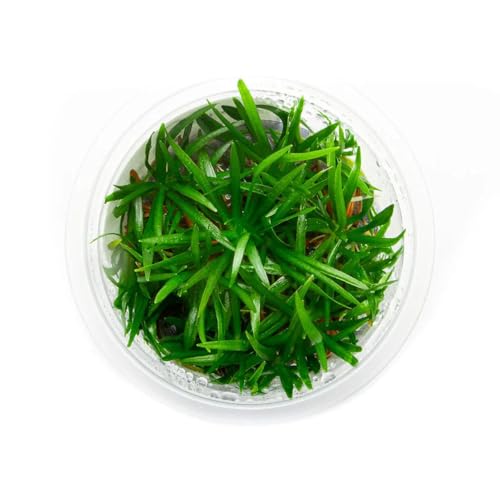 Live Plant - Helanthium tenellum 'Broad Leaf' - Foreground Rosette with Bright Green Leaves, Snail-Free in Vitro Aquarium Plant - Tissue Culture - color: Helanthium Tenellum Broad Leaf