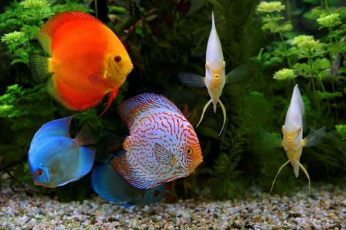 Brine Shrimp Flakes for Freshwater Cichlids, Angels, Tetras, Guppies, Marine Tangs, Butterflies, Angelfish, Anthias, Clown Fish. WL…1/2-lb Foil Pouch Bag - size: 8 Ounce (Pack of 1)