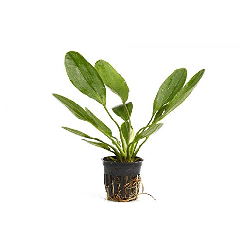 Potted Melon Sword - Beginner Tropical Live Aquarium Plant - color: Green