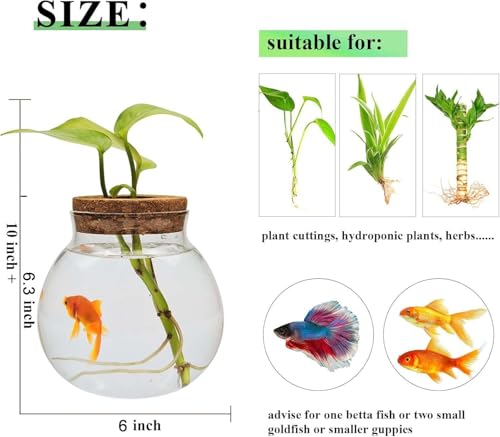 Small Fish Bowl, Cute Betta Tank, High Clear Fish Glass Bowl, Desktop Mini Aquarium Vases for Betta Fish and Hydroponic Plants, Plants Propagation Station, Home Office Table Decorations