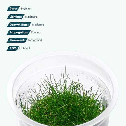 Live Plant - Dwarf Hairgrass Eleocharis Belem Tissue Culture Aquatic Live Aquarium Plant - 100% Snail Free in Vitro Cup (Dwarf Hairgrass) - color: Dwarf Hairgrass Eleocharis Belem