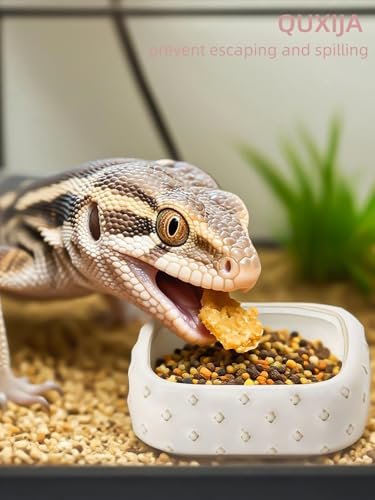 2-Pcs Ceramic Reptile Food Bowl, Mini Reptile Feeder (Farmhouse White) | Stable Base Design, Smooth Surface for Easy Cleaning, Safe Feeding Solution, Compact Habitat Accessory, Everyday Use - color: Farmhouse White