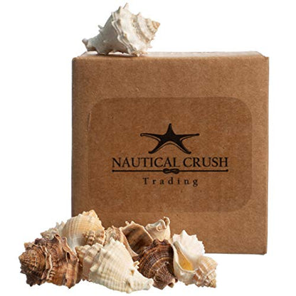 Hermit Crab Shells | Turbo Shells | 12 King Crown Turbo Shells 3/4"- 1 3/4" | Small Hermit Crab House for Décor | Plus Free Nautical eBook by Joseph Rains