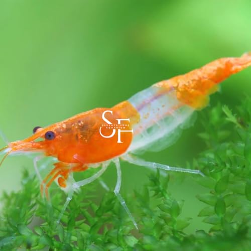 High Grade Neocaridina Live Freshwater Aquarium Shrimps. Mature Breeding Age. Choose Your Favorite Color of Shrimps 20 (Orange Rili ShShrim) - color: Orange Rili Shrimps, size: 20 Shrimps