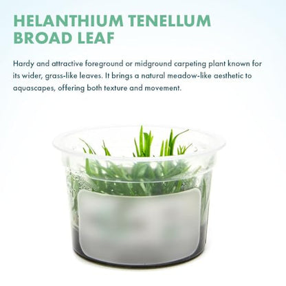 Live Plant - Helanthium tenellum 'Broad Leaf' - Foreground Rosette with Bright Green Leaves, Snail-Free in Vitro Aquarium Plant - Tissue Culture - color: Helanthium Tenellum Broad Leaf