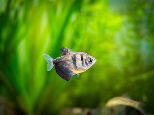 Swimming Creatures 5 PCS Assorted Tetra Mix, Freshwater Aquarium Fish Live Arrival Guarantee (3-4 Kinds Mix)