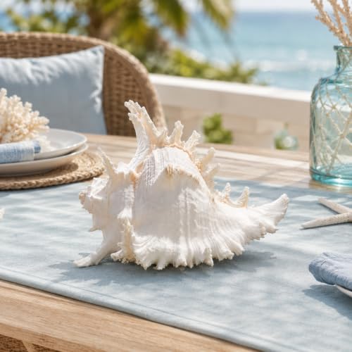 Natural Conch Shell, Real Large Conch Shell, Sea Shells for Vase Filler, Outdoor Shells, Air Plants, Beach Theme, Nautical Home Decor, Wedding Decor, Beach Theme Party, Aquarium Decoration 6-7'' - size: 6in