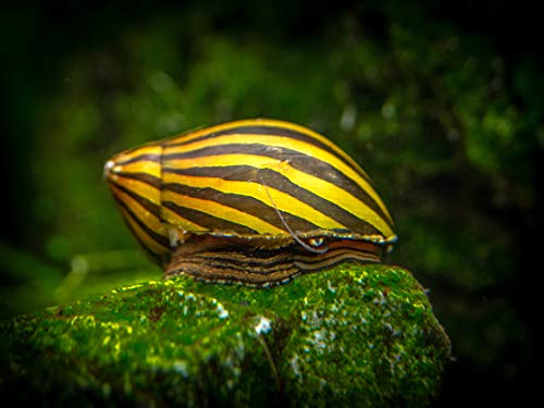 Aquatic Arts Nerite Snail Combo Pack: 5 Zebra, 5 Tiger | Aquarium Background Accessories | Safe in Freshwater Tetra/Betta Fish Tank - size: 5-SNAILS-EACH