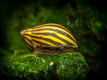 Aquatic Arts Nerite Snail Combo Pack: 5 Zebra, 5 Tiger | Aquarium Background Accessories | Safe in Freshwater Tetra/Betta Fish Tank - size: 5-SNAILS-EACH