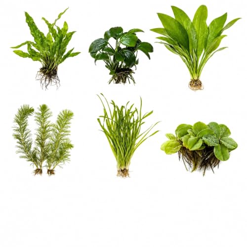 Assorted Mixed Plant Bundle | Live Aquarium Plant, Freshwater, Low | Medium | High Light