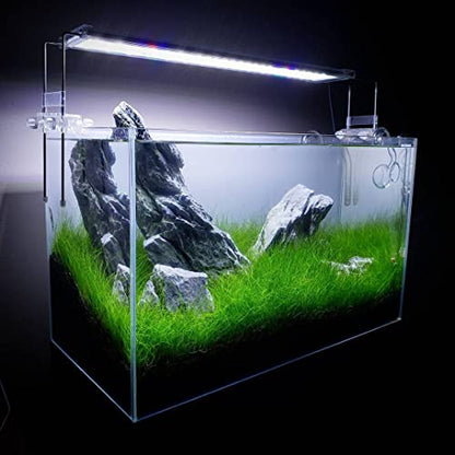 Live Plant - Hairgrass Eleocharis Pusilla Tissue Culture Aquatic Live Aquarium Plant - 100% Snail Free in Vitro Cup (Hairgrass) - color: Hairgrass Eleocharis Pusilla