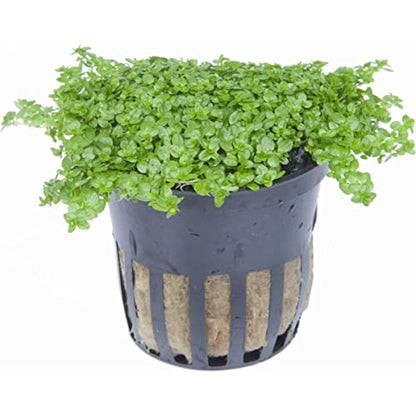 Foreground Potted Live Aquarium Plants | Freshwater Aquatic Plants for Aquariums (Potted Dwarf Baby Tears) - color: Potted Dwarf Baby Tears